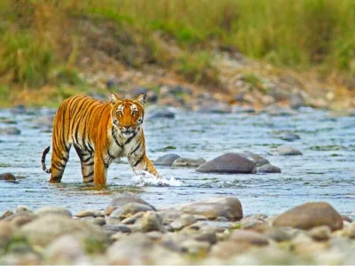 Jim-Corbett-National-Park-–-A-Comprehensive-Guide