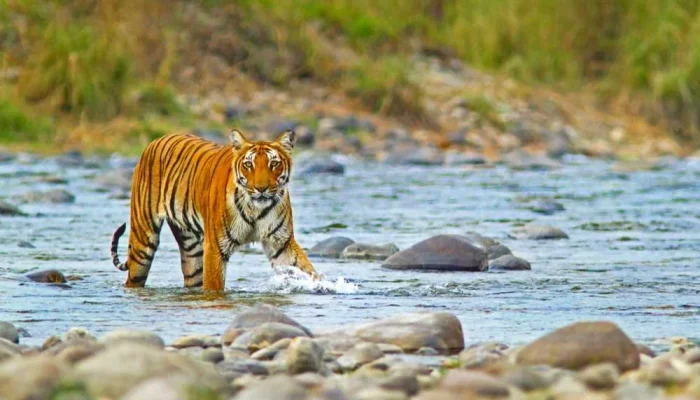 Jim-Corbett-National-Park-–-A-Comprehensive-Guide